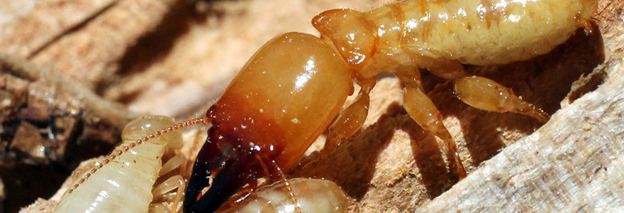 présence des termites
