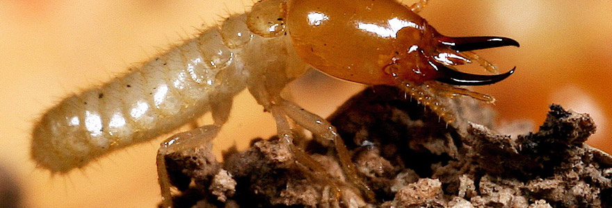 éliminer les termites