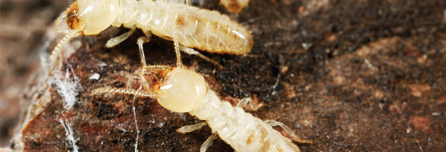 identifier un termite