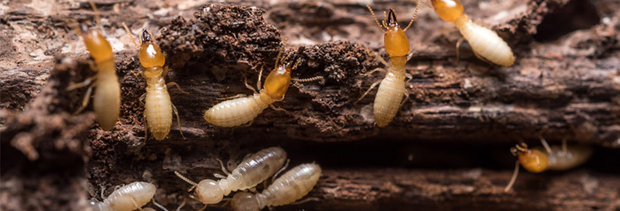 débarrasser termites